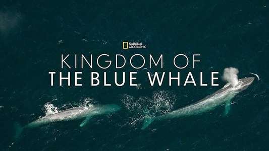 Kingdom of the Blue Whale - Backdrop