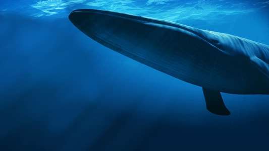 Kingdom of the Blue Whale - Backdrop