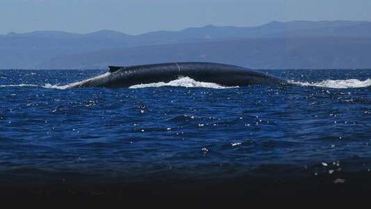 Kingdom of the Blue Whale - Backdrop
