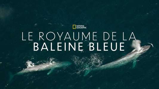 Kingdom of the Blue Whale - Backdrop