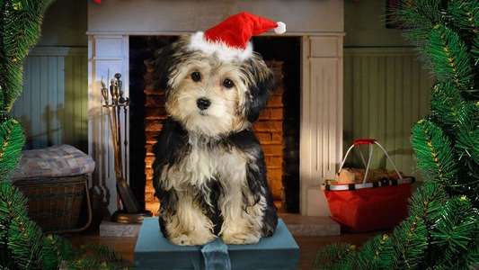 Santa Buddies - Backdrops