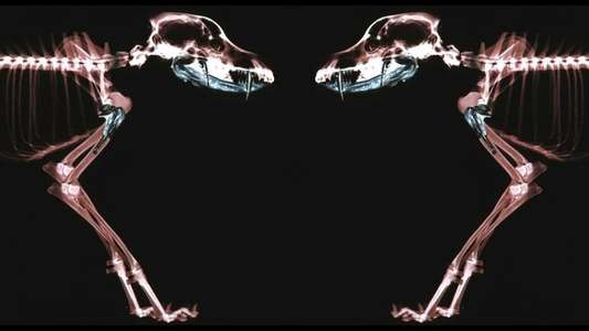 Rottweiler - Backdrop