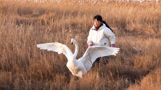 I Swan - Backdrop