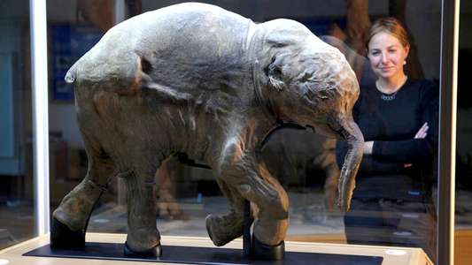 Woolly Mammoth: Secrets From The Ice - Backdrop