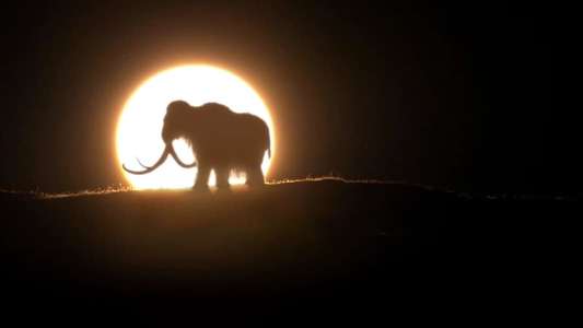 Woolly Mammoth: Secrets From The Ice - Backdrop