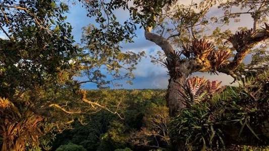 Rainforest 3D - Backdrop