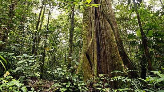 Rainforest 3D - Backdrop