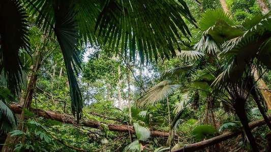 Rainforest 3D - Backdrop