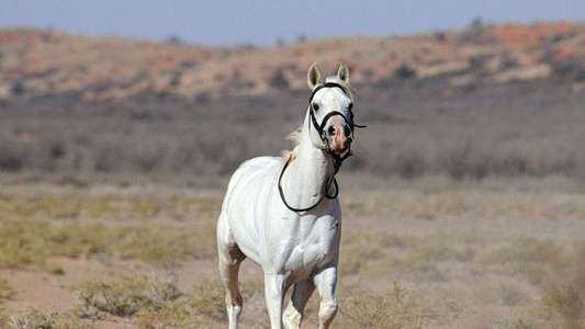 Tornado and the Kalahari Horse Whisperer - Backdrop
