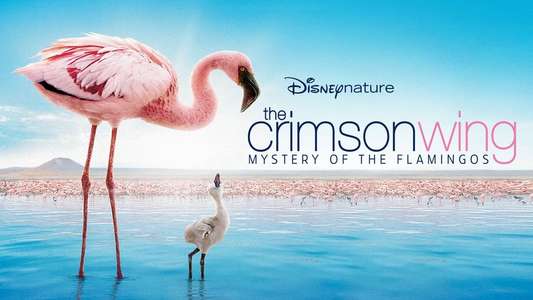 The Crimson Wing: Mystery of the Flamingos - Backdrops