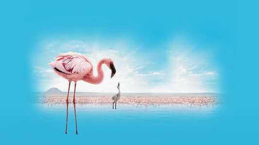 The Crimson Wing: Mystery of the Flamingos - Backdrops