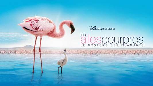 The Crimson Wing: Mystery of the Flamingos - Backdrops