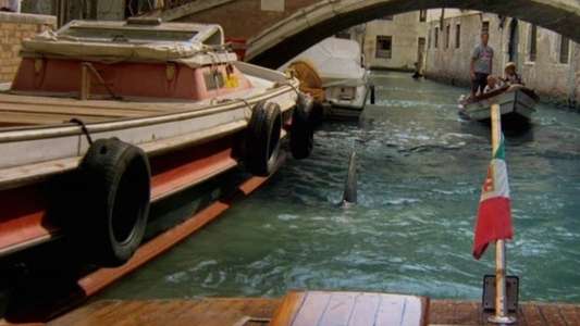 Sharks in Venice - Backdrop