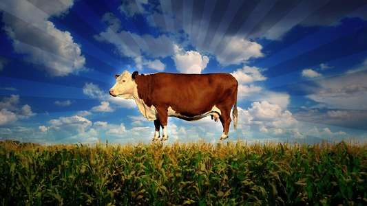 Food  Inc. - Backdrop
