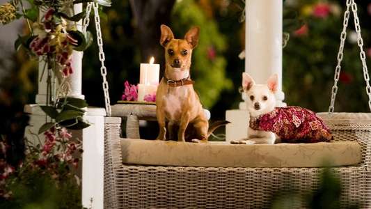 Beverly Hills Chihuahua - Backdrop