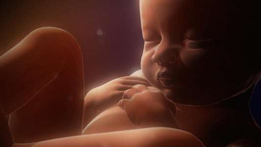 In the Womb: Multiples - Backdrop