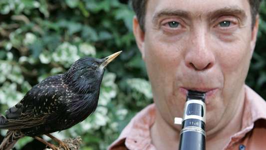 Why Birds Sing - Backdrop