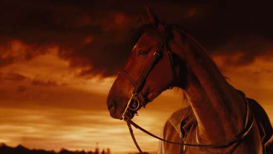 War Horse - Backdrop