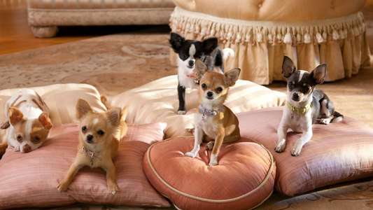 Beverly Hills Chihuahua 2 - Backdrop