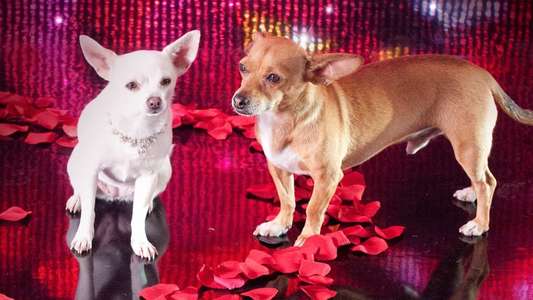 Beverly Hills Chihuahua 2 - Backdrop