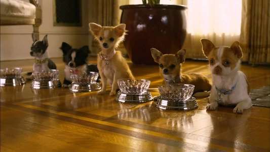 Beverly Hills Chihuahua 2 - Backdrop