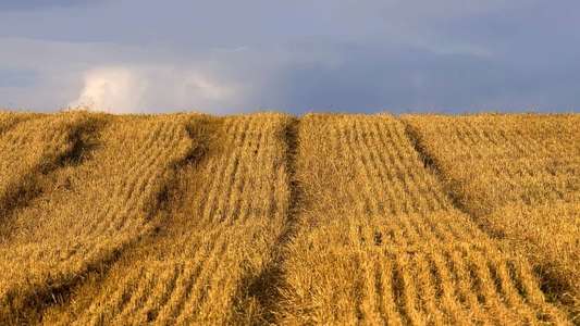 Food Matters - Backdrop