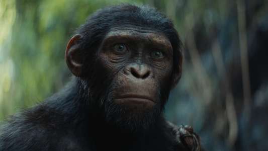 Kingdom of the Planet of the Apes - Backdrops