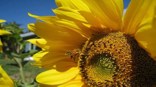 Queen of the Sun - Backdrop