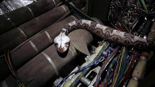 Snakes on a Plane - Backdrop