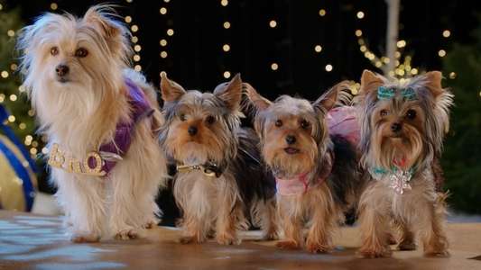 Puppy Star Christmas - Backdrops