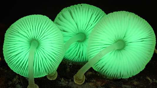 The Kingdom: How Fungi Made Our World - Backdrops