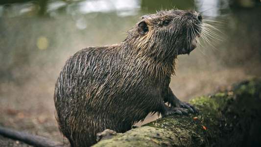 Rodents of Unusual Size - Backdrop