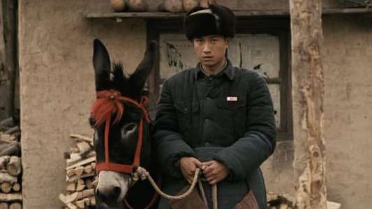 A Tale of Two Donkeys - Backdrop