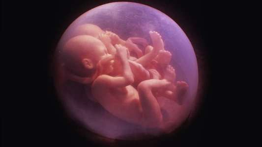 In the Womb: Multiples - Backdrop