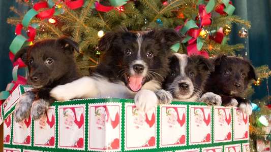 12 Dogs of Christmas: Great Puppy Rescue - Backdrop