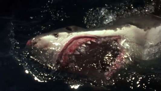 Shark Zone - Backdrop
