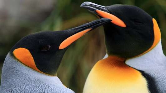The Penguin King - Backdrop