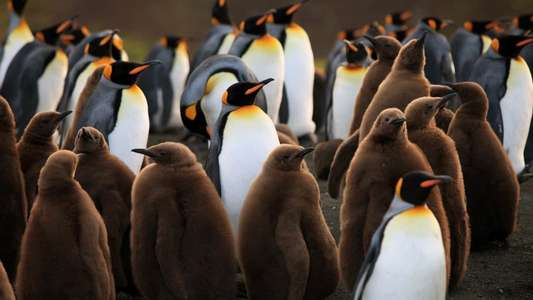 The Penguin King - Backdrop