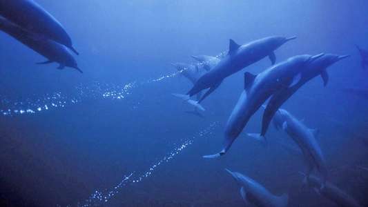 Deep Blue - Backdrop