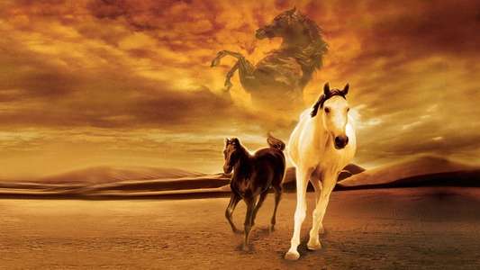 Young Black Stallion - Backdrops