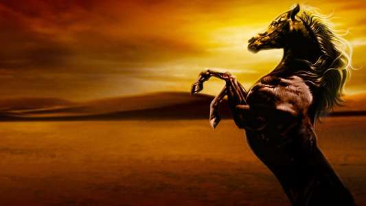 Young Black Stallion - Backdrops