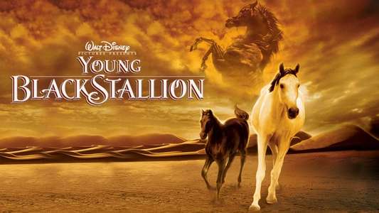 Young Black Stallion - Backdrops
