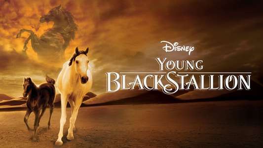 Young Black Stallion - Backdrops