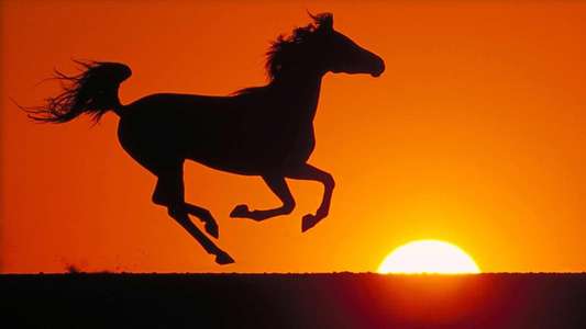 Young Black Stallion - Backdrops