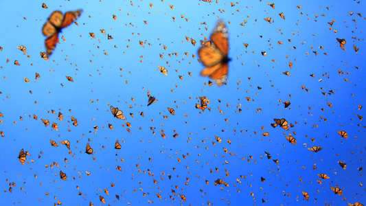 Flight of the Butterflies - Backdrop
