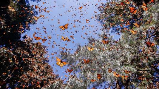 Flight of the Butterflies - Backdrop