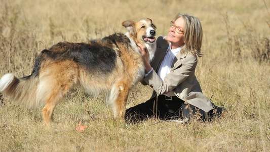 Darling Companion - Backdrop