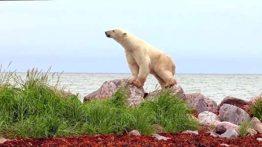 Polar Bears: A Summer Odyssey - Backdrop