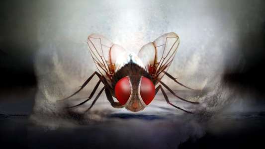 Eega - Backdrops
