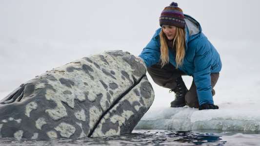 Big Miracle - Backdrop